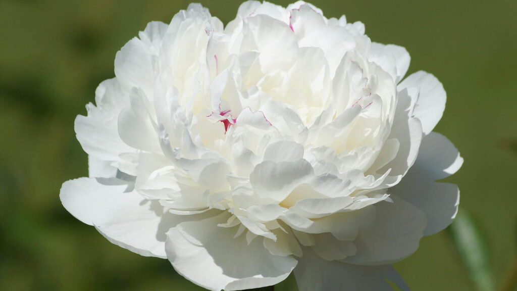 Svjestan život, bijeli cvijet