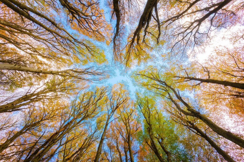 trees-5605176_1280